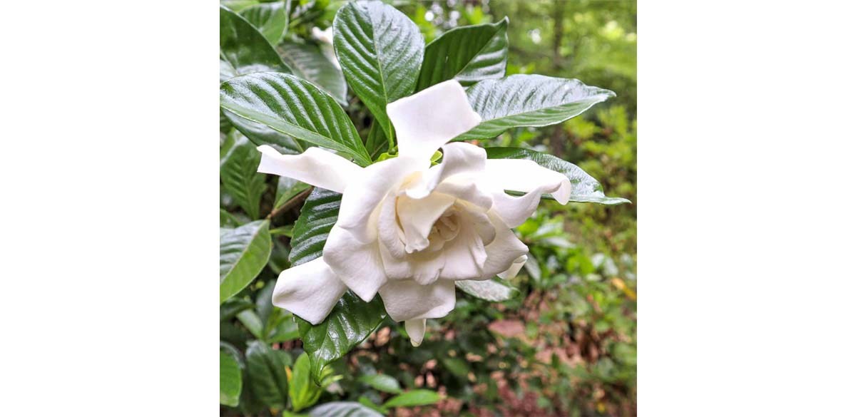 Frost Proof Gardenia