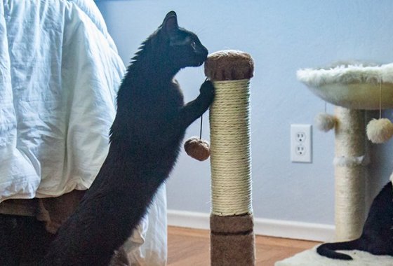 Best Cat Scratching Posts