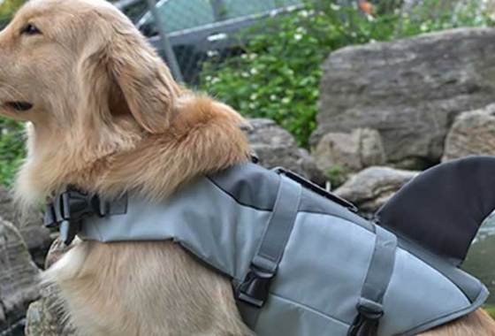 Best Dog Life Jackets