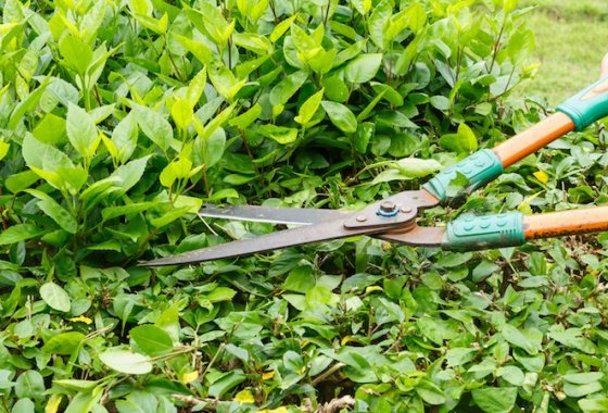 Best Long-Handle Grass Shears