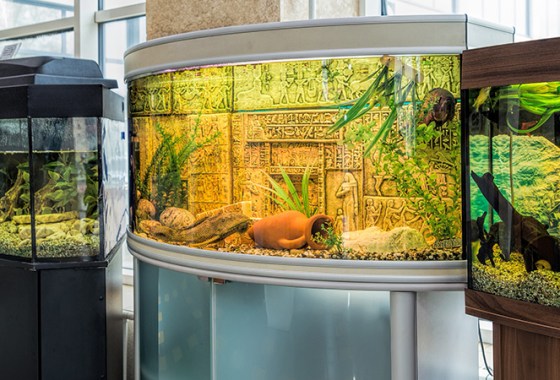 Best Aquarium Stands