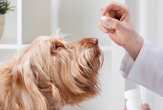 Best Dog Heartworm Medications