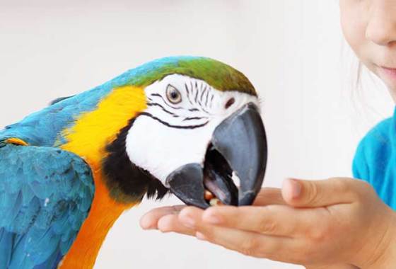 Best Parrot & Hookbill Food