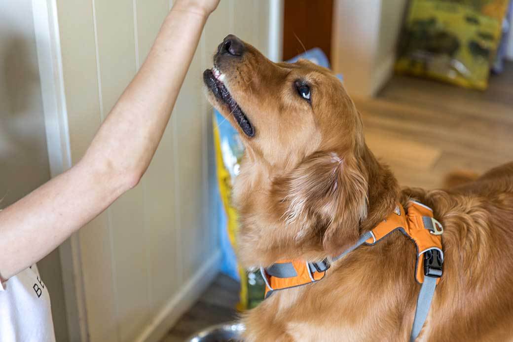 5 Best FreezeDried Dog Food Nov. 2020 BestReviews