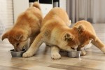 vegetarian wet dog food