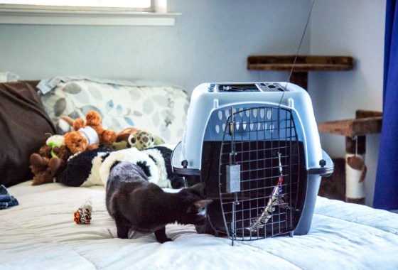 These are the best carriers for anxious cats