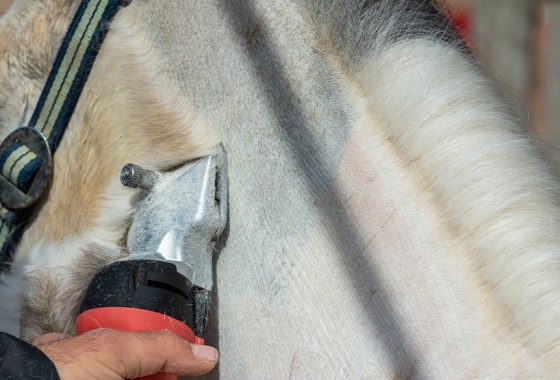 Best horse clippers