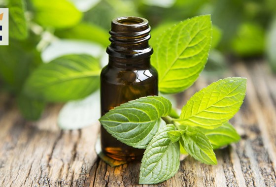 Best peppermint oil for hair