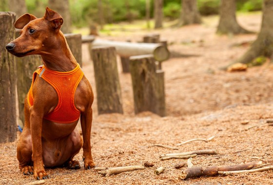 Best dog cooling vest