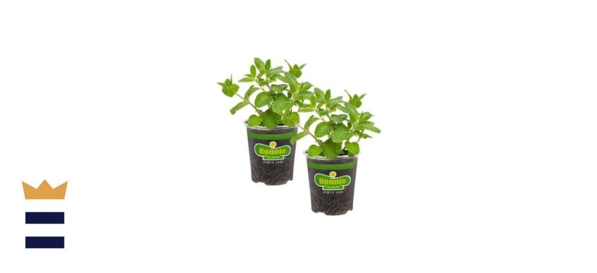 Bonnie Plants Sweet Mint Herb (2-Pack)