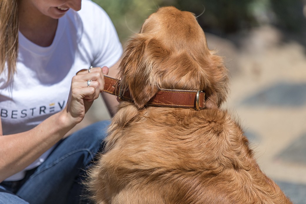 Collars for large dogs