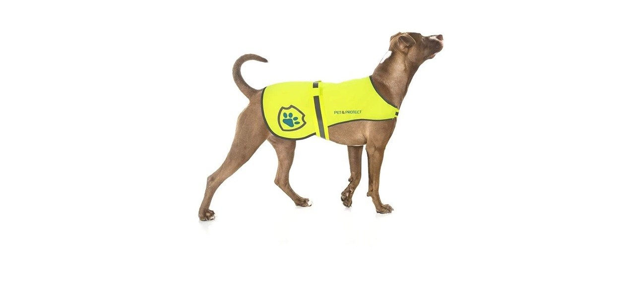 best reflective dog vest