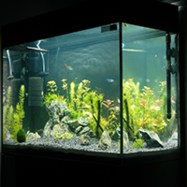 aquarium decor2